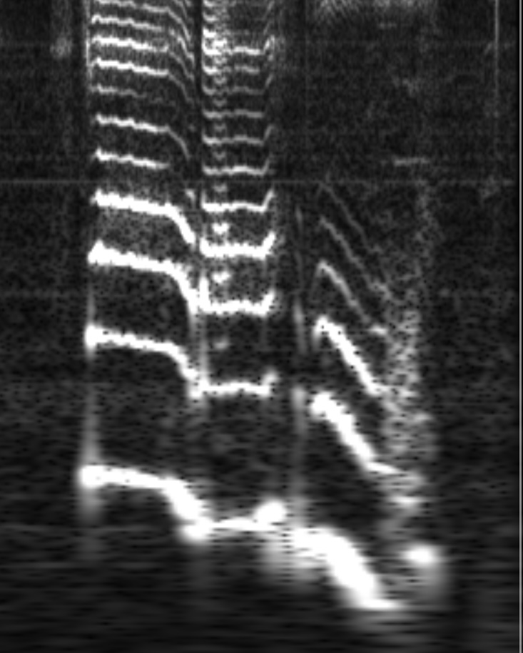 Spectrolite spectrogram example showing pitch patterns